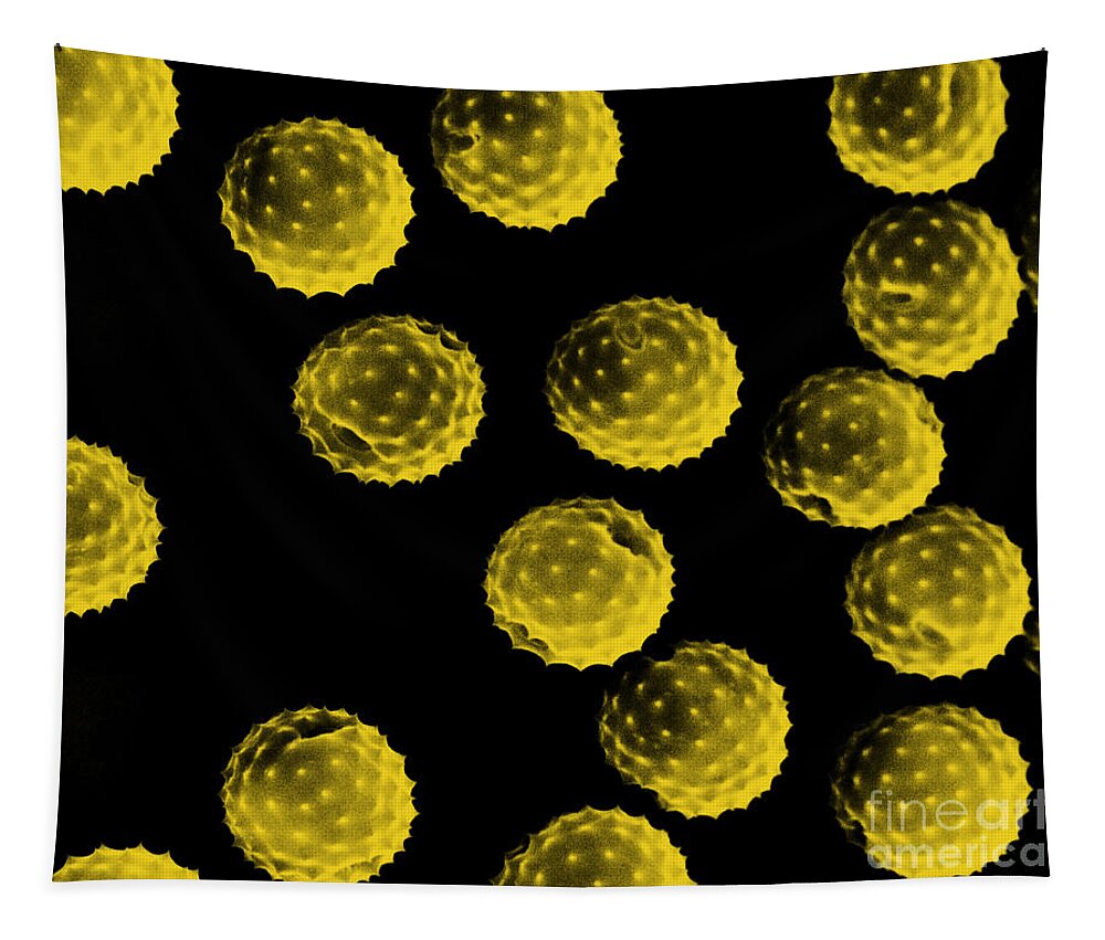Botany Tapestry featuring the photograph Ragweed Pollen Sem by David M. Phillips