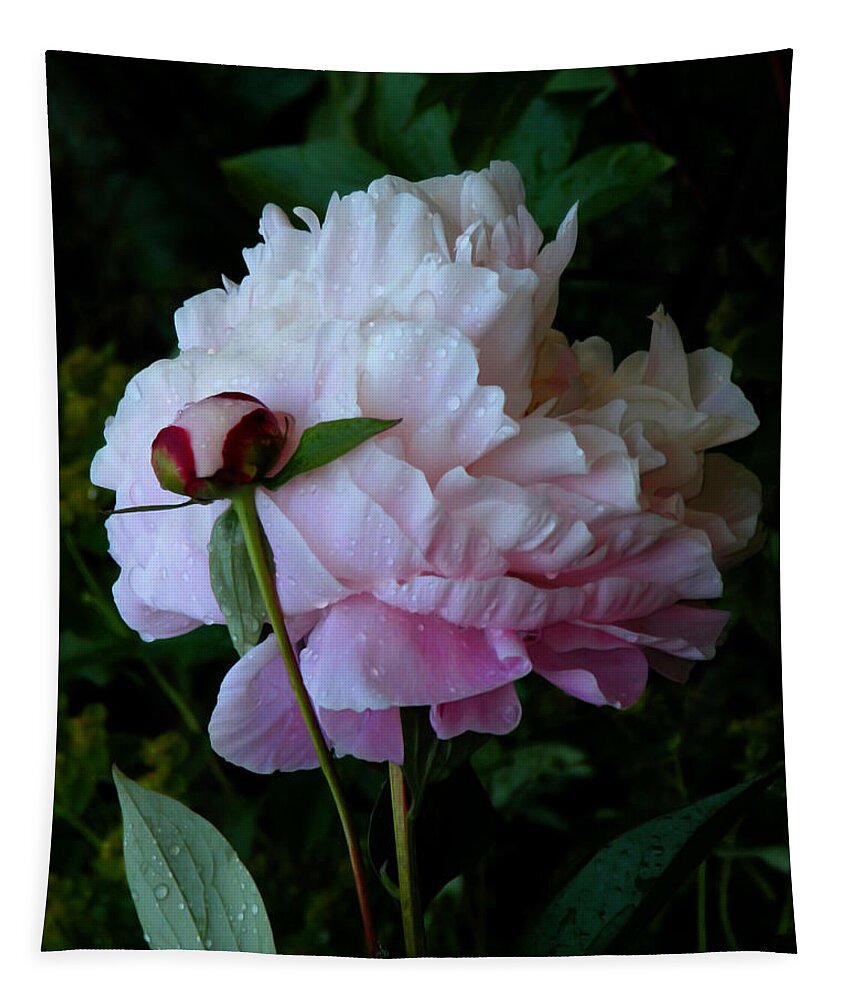 Peony Tapestry featuring the photograph Rain-soaked Peonies by Rona Black