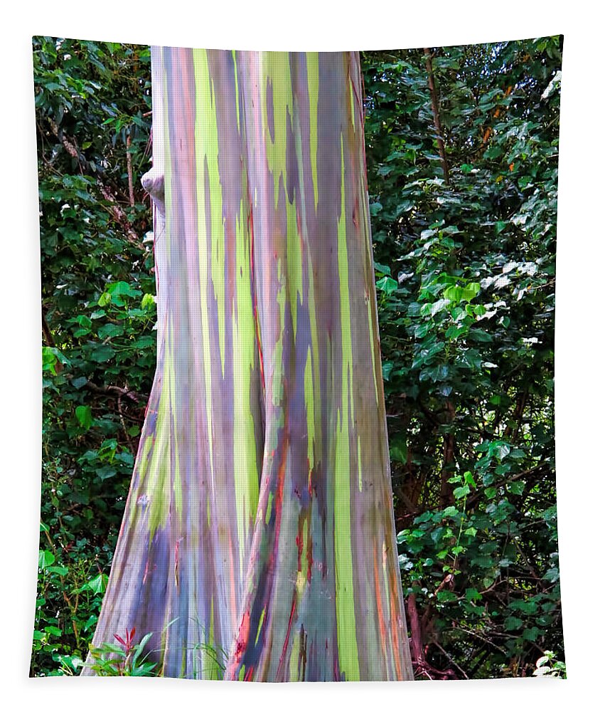 Hawaii Tapestry featuring the photograph Rainbow Eucalyptus 3 by Dawn Eshelman