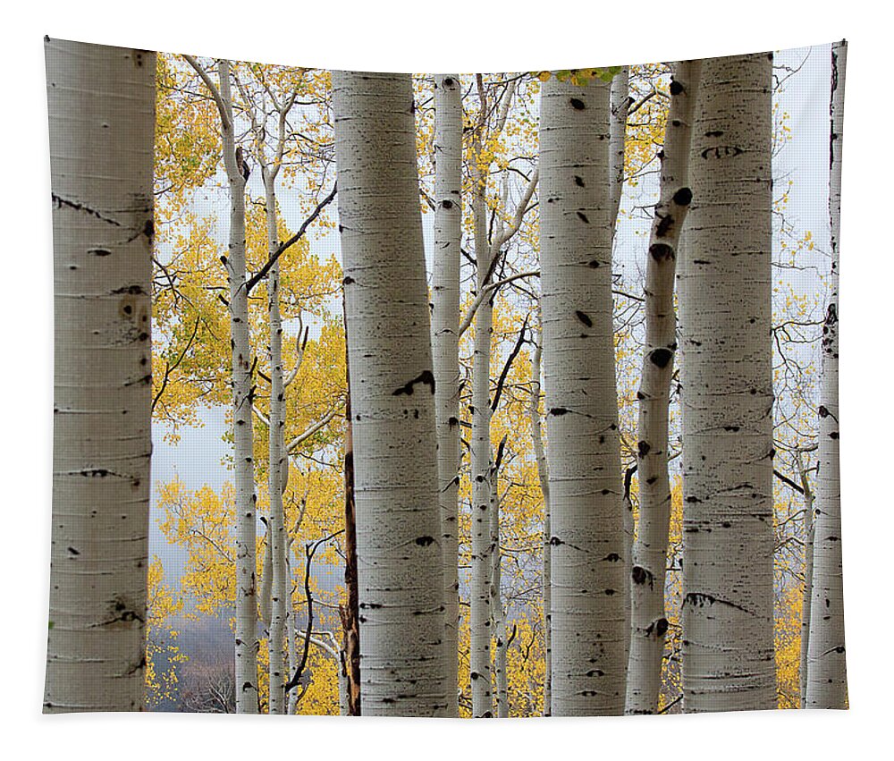 Autumn Colors Tapestry featuring the photograph Rainy Day Aspen by Jim Garrison