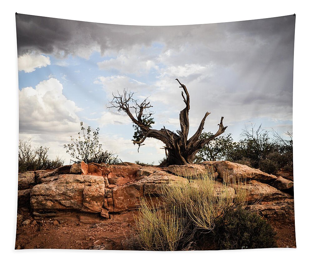 Pine Tree Tapestry featuring the photograph Reaching by Cheryl McClure