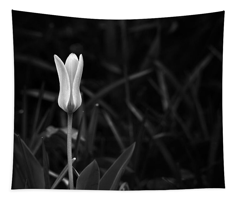 White Tapestry featuring the photograph Reborn by Scott Norris