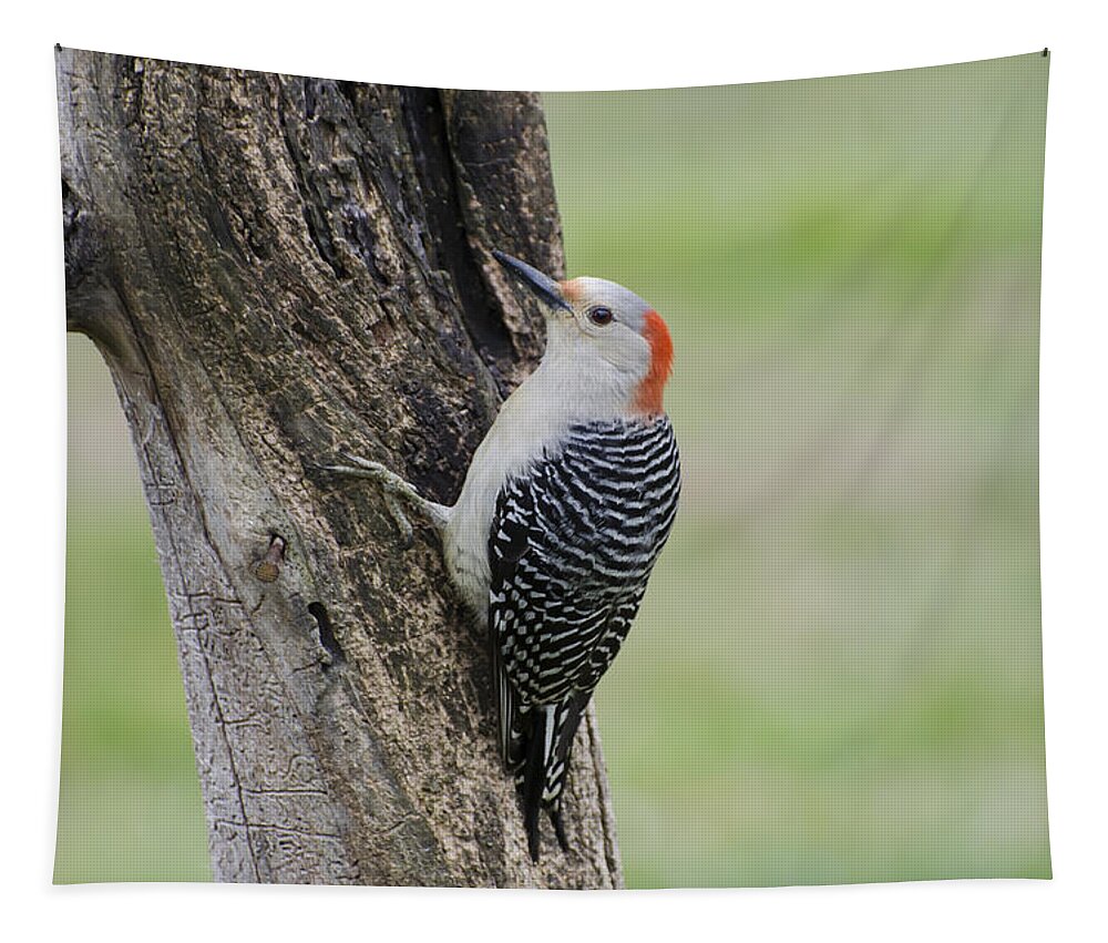 Woodpecker Tapestry featuring the photograph Red Bellied Woodpecker on a Tree by Heather Applegate