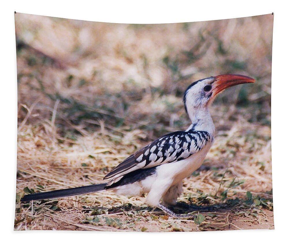 Red-billed Hornbill Tapestry featuring the photograph Red-billed Hornbill by Belinda Greb