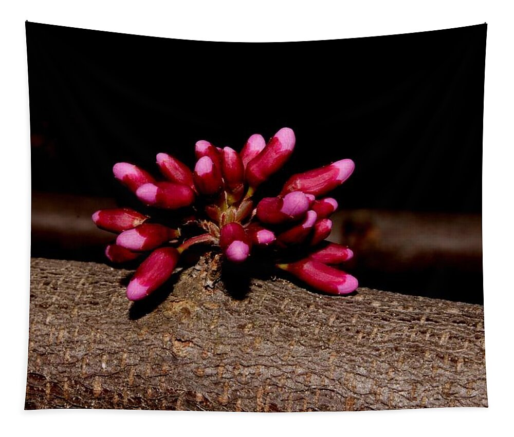 Nature Tapestry featuring the photograph Red Bud Buds by Robert Morin