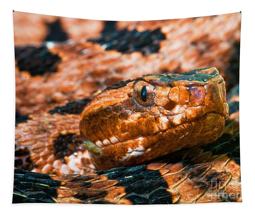 Animal Tapestry featuring the photograph Red Carolina Pygmy Rattlesnake by Millard H Sharp
