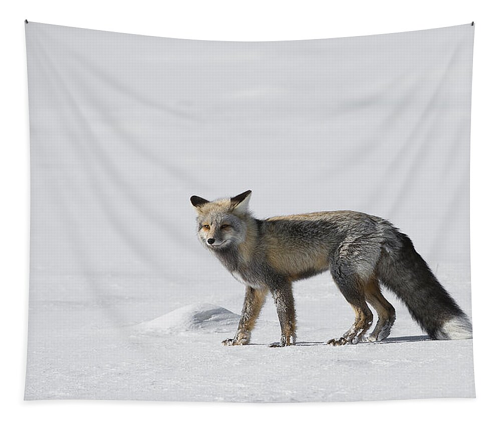 Yellowstone Tapestry featuring the photograph Red Fox of a Yellowstone Winter by Bill Cubitt