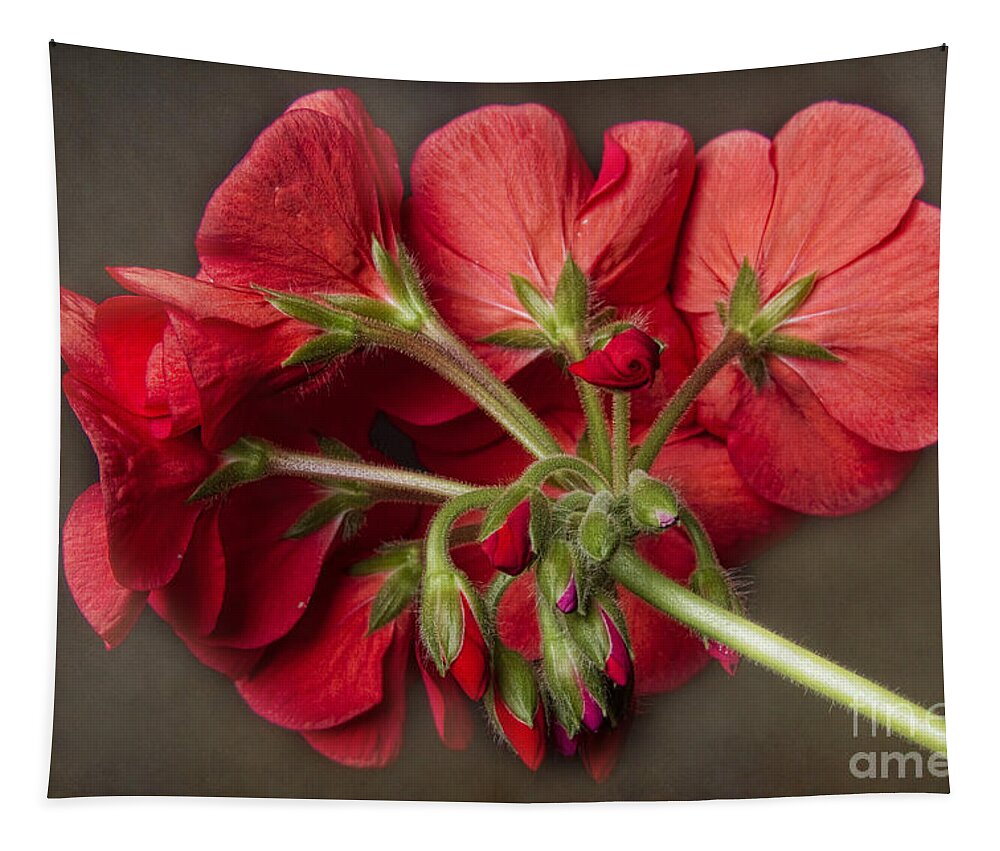 Red Geranium Tapestry featuring the photograph Red Geranium In Progress by James BO Insogna