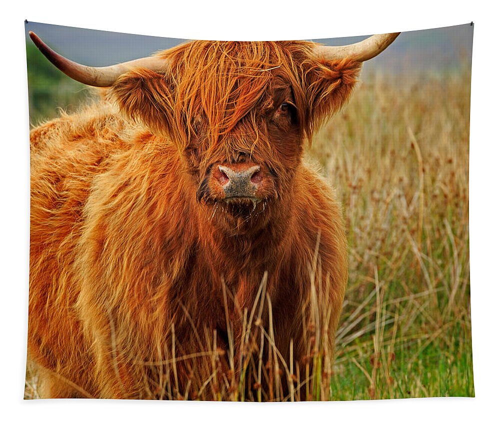 Red Tapestry featuring the photograph Red Highland Cow by Louise Heusinkveld