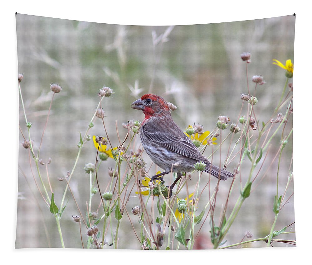 Animal Tapestry featuring the photograph Red House Finch in Flowers by Robert Frederick