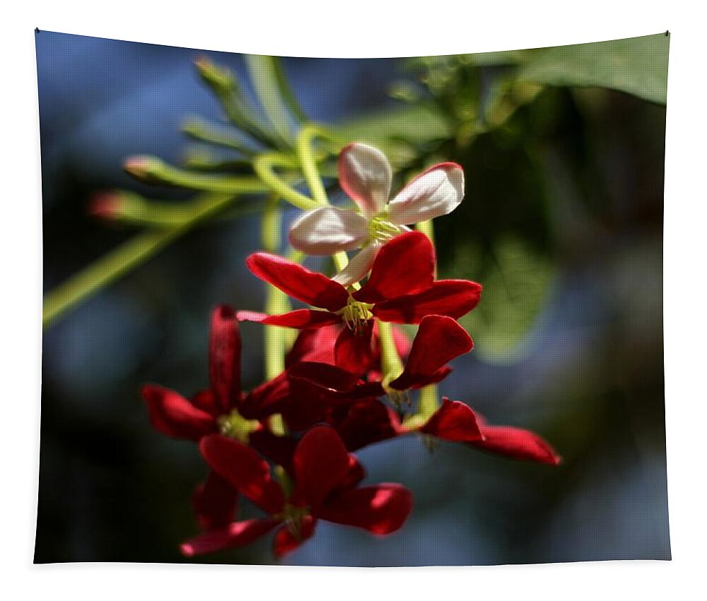 Red Flower Tapestry featuring the photograph Red Jasmine Blossom by Ramabhadran Thirupattur
