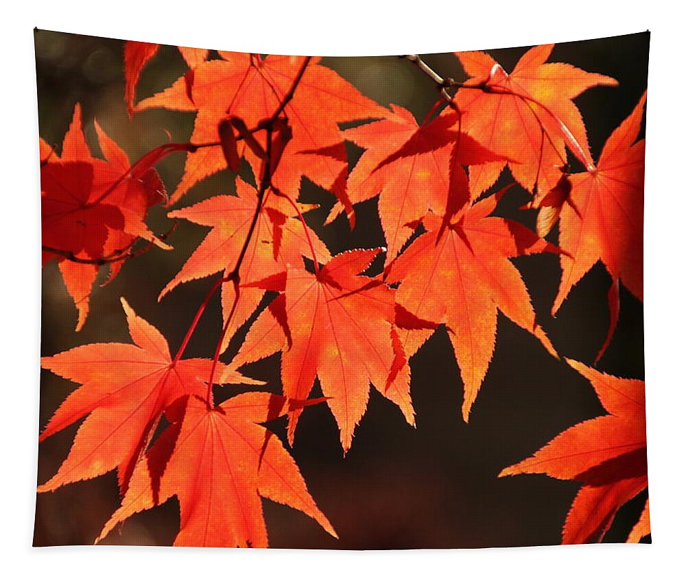 Japanese Maple Tree Tapestry featuring the photograph Japanese Maple Leaves in Fall by Valerie Collins