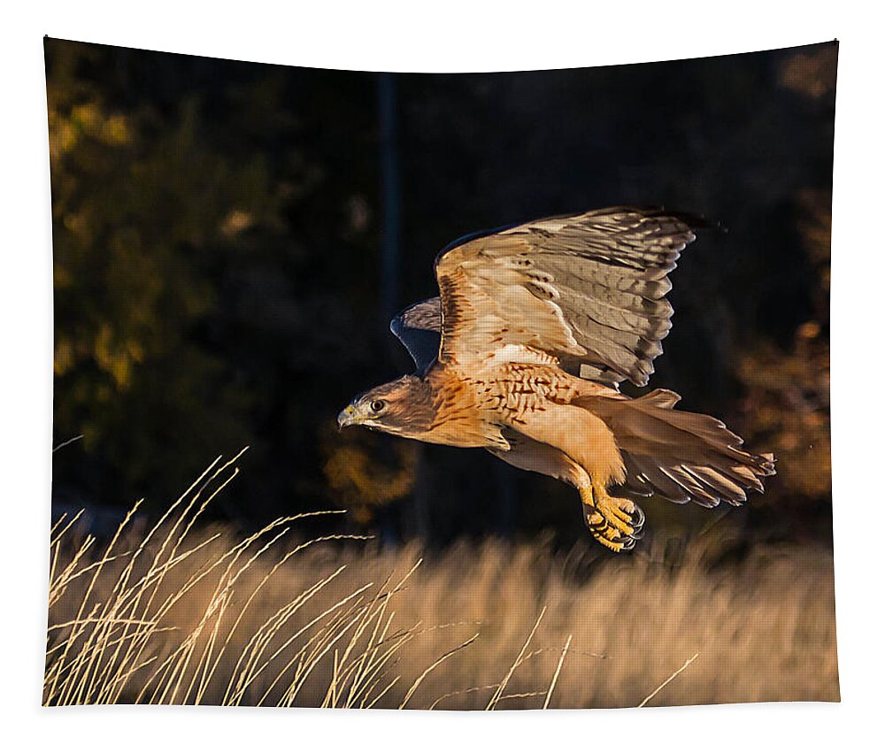 Red-tailed Tapestry featuring the photograph Red-Tailed Hawk in Flight by Dawn Key