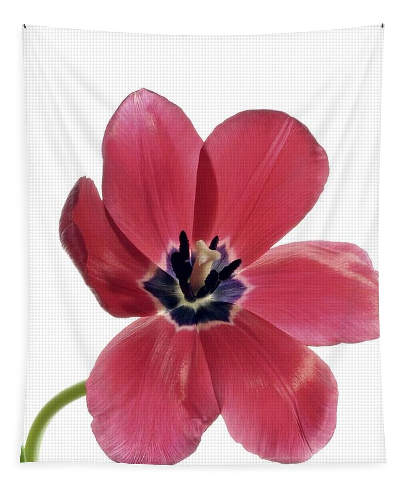 Flower Tapestry featuring the photograph Red Transparent Tulip by Phyllis Meinke