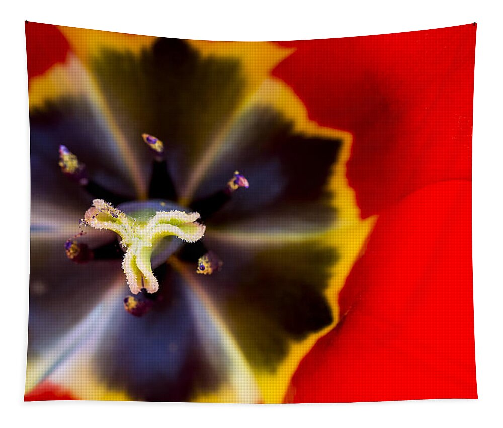 3scape Photos Tapestry featuring the photograph Red Tulip Macro by Adam Romanowicz
