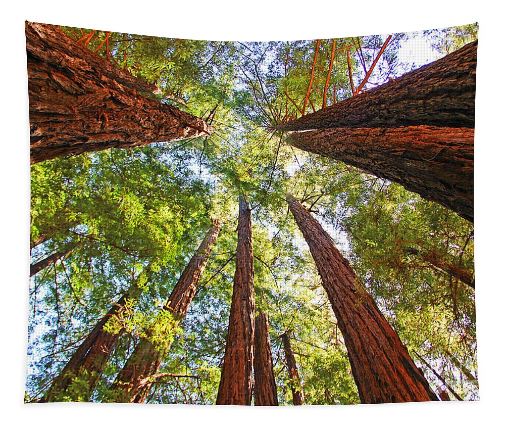 Redwoods Tapestry featuring the photograph Redwoods by Jack Schultz