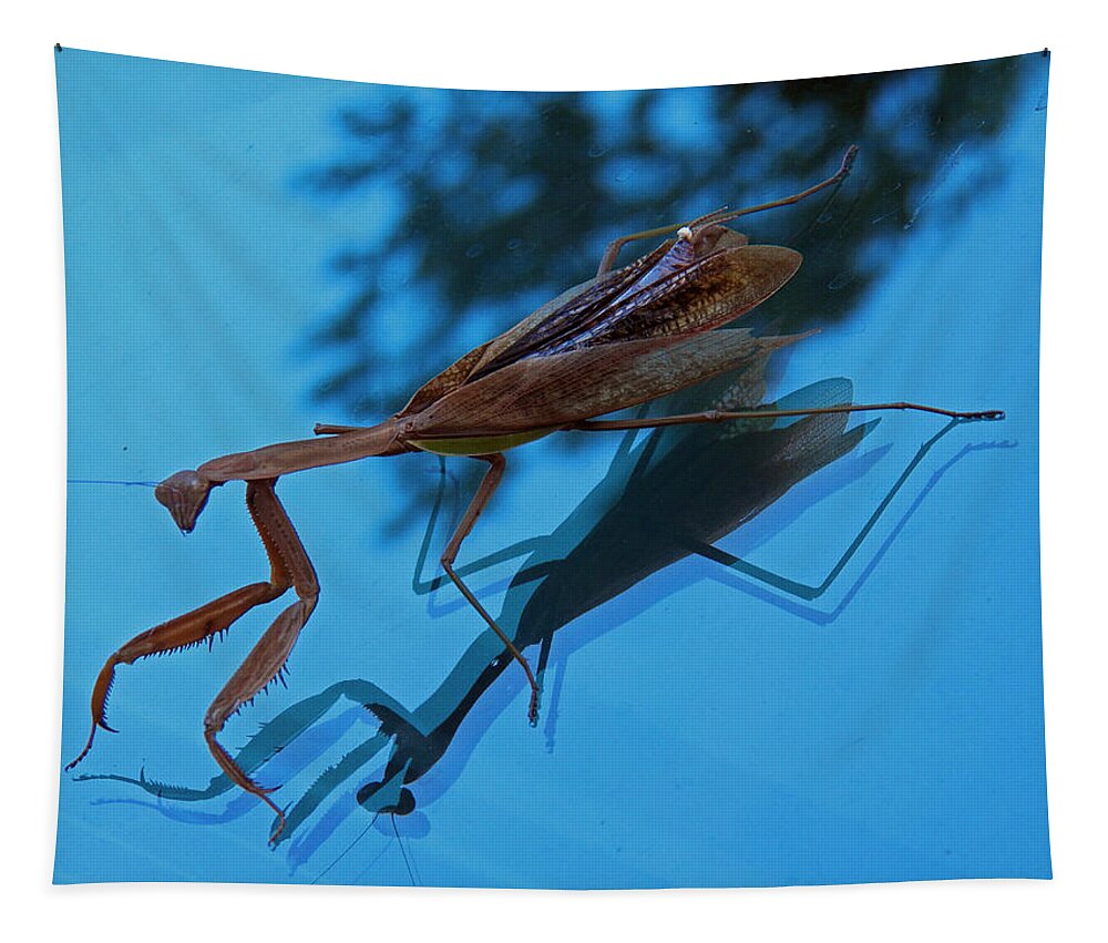 Insects Tapestry featuring the photograph Reflections of a Mantis by Jennifer Robin