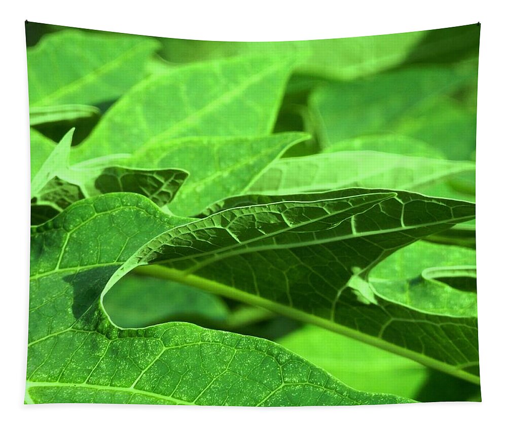 New Tapestry featuring the photograph Tropical Green Sea of Papaya Leaves by Belinda Lee
