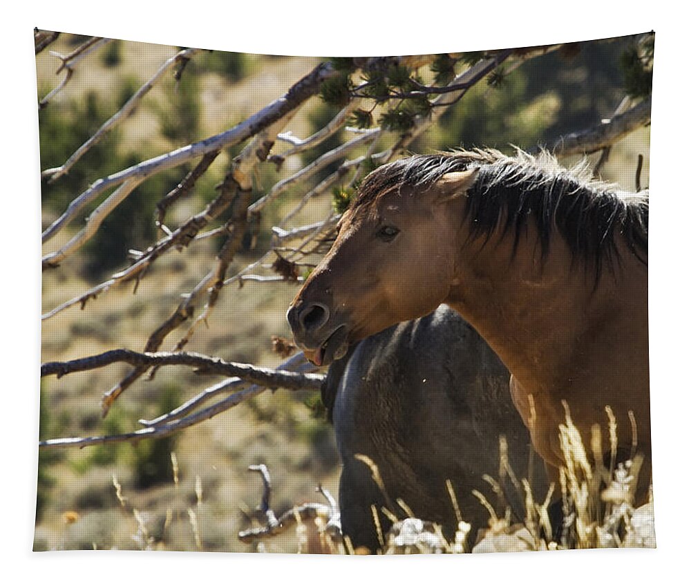 Pryor Mustangs Tapestry featuring the photograph Relaxing by the Tree - Pryor Mustang by Belinda Greb