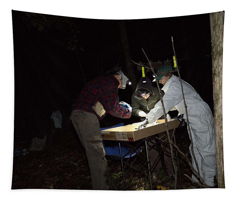 Cave Tapestry featuring the photograph Researchers Observing Bats by Science Stock Photography