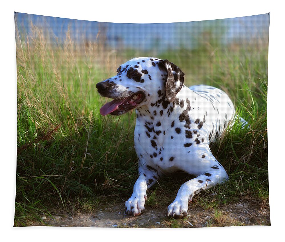 Dalmatian Tapestry featuring the photograph Rest in the Grass. Kokkie. Dalmatian Dog by Jenny Rainbow