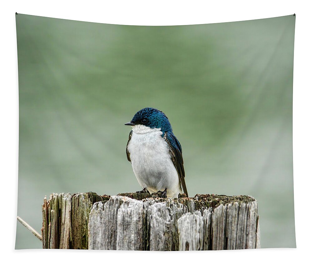Bird Tapestry featuring the photograph Resting Swallow by Jai Johnson