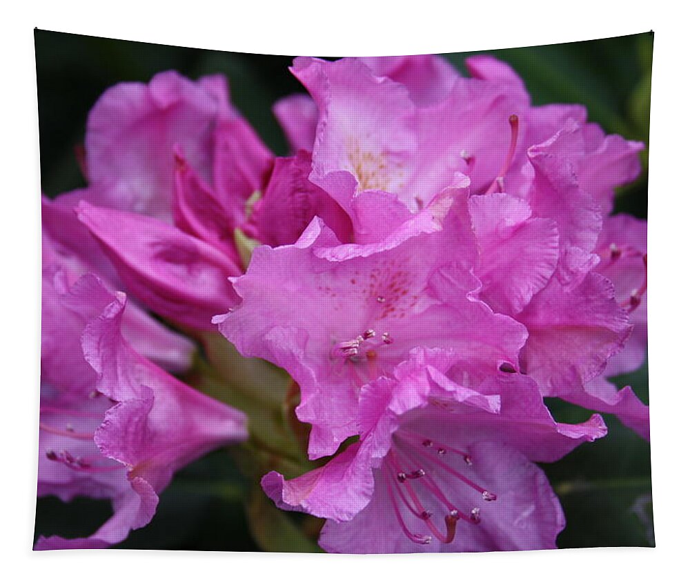 West Virginia Tapestry featuring the photograph Rhododendron by William Gambill