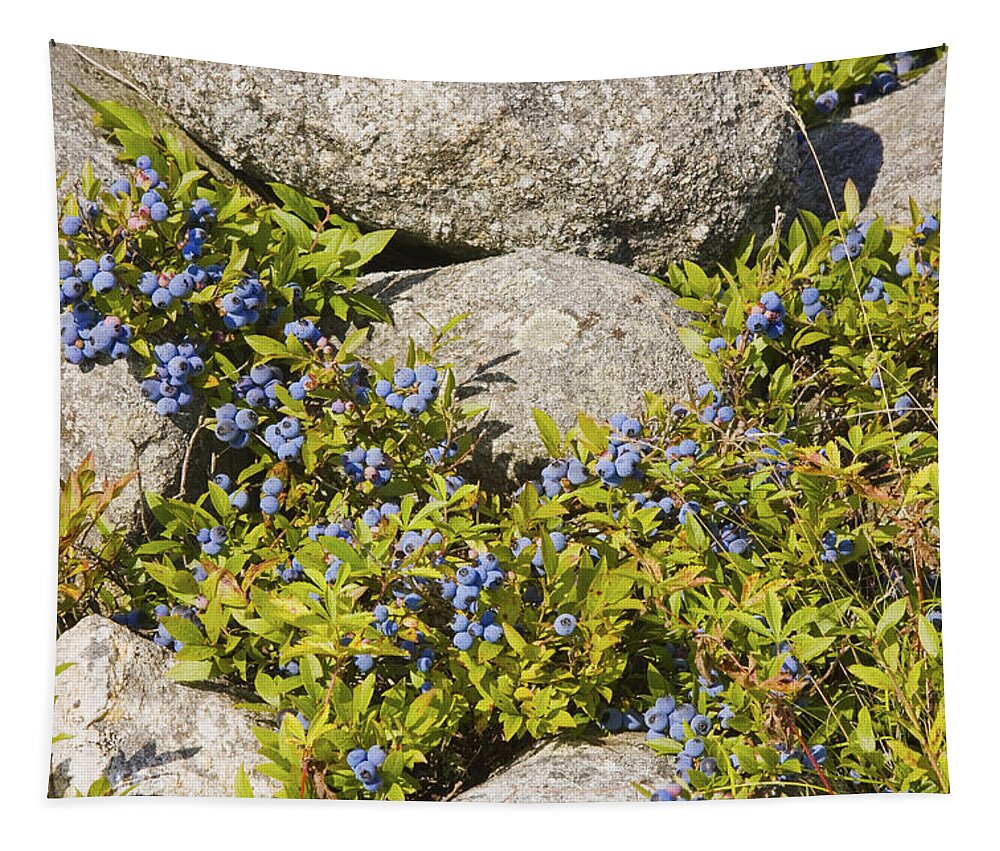Blueberry Tapestry featuring the photograph Ripe Maine Low Bush Wild Blueberries Photograph by Keith Webber Jr