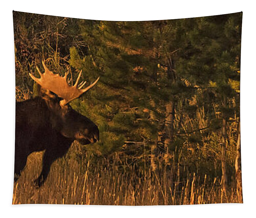Rocky Mountain National Park Moose Tapestry featuring the photograph Rocky Mountain National Park Moose by Priscilla Burgers
