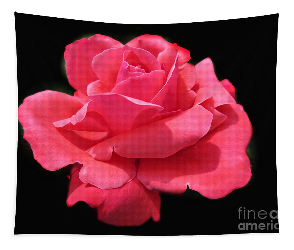 Pink Rose Tapestry featuring the photograph Rose Is A Rose by Judy Palkimas