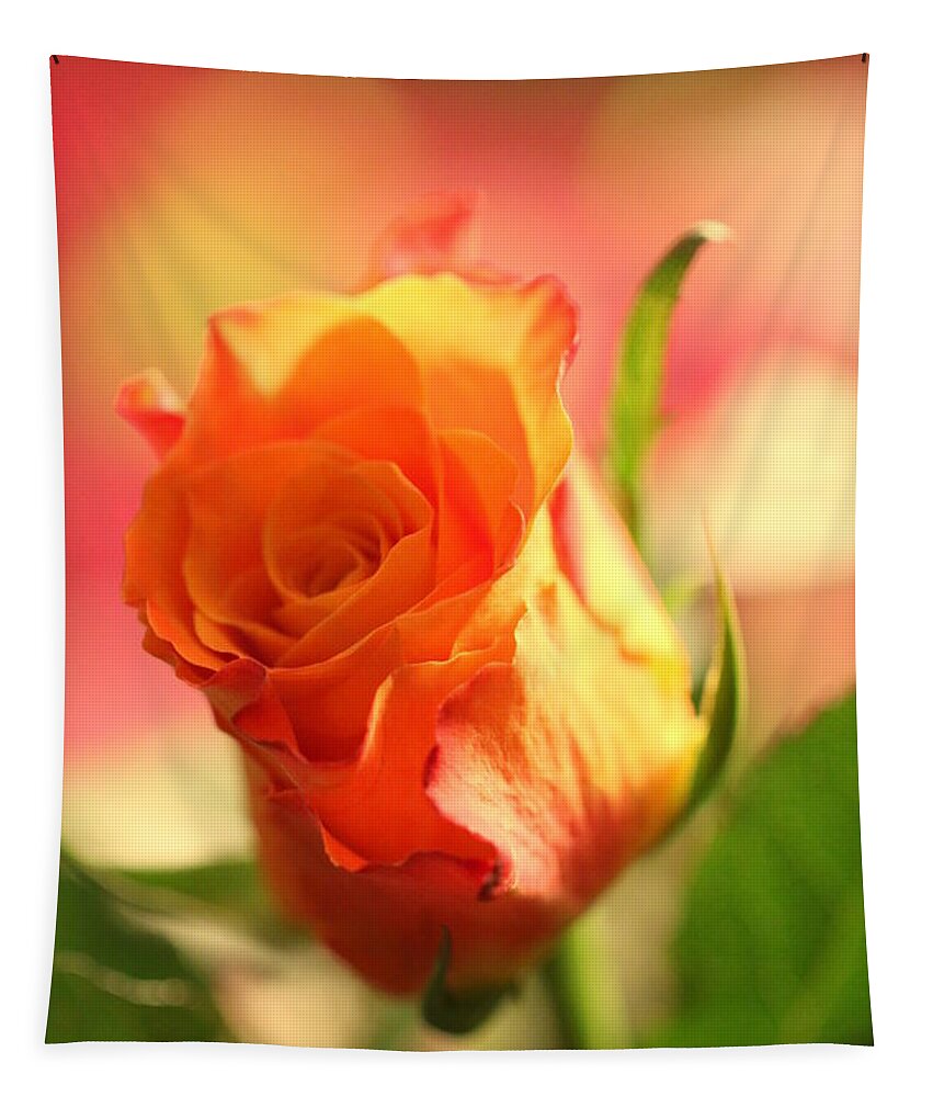 Background Tapestry featuring the photograph Rose on pink background II by Amanda Mohler