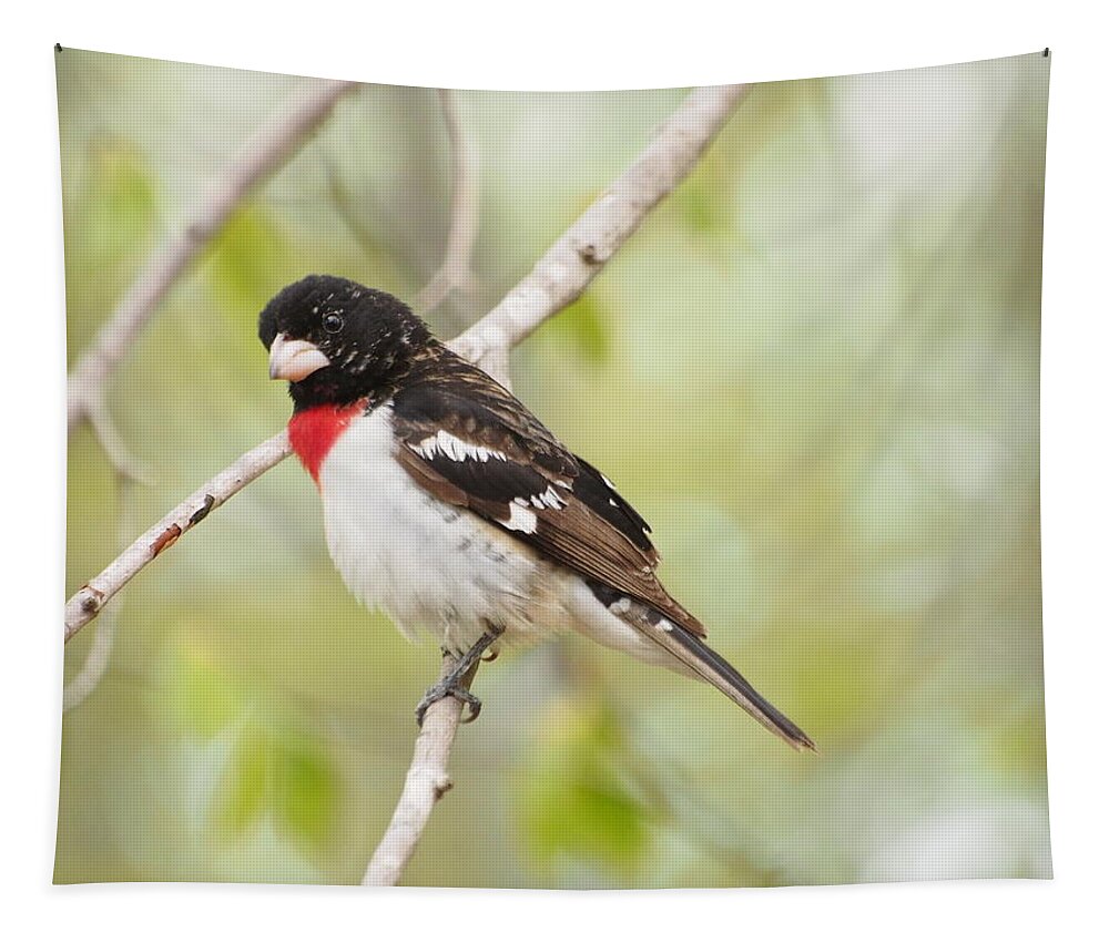 Bird Tapestry featuring the photograph Rosebreasted Grosbeak by Dorothy Lee