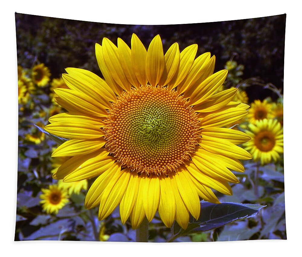 Sunflower Art Print Tapestry featuring the photograph Roxanna Sunflower by Bill Swartwout