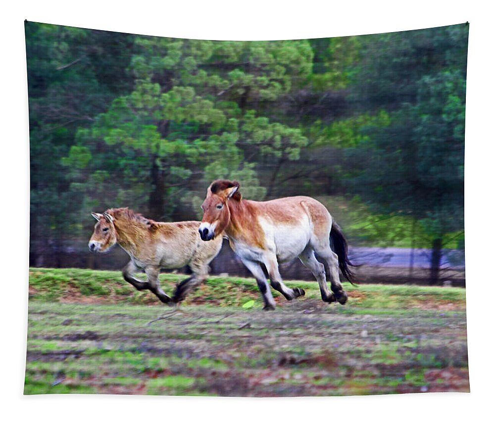 #przewalski's Horse Tapestry featuring the photograph Running with the wind by Miroslava Jurcik