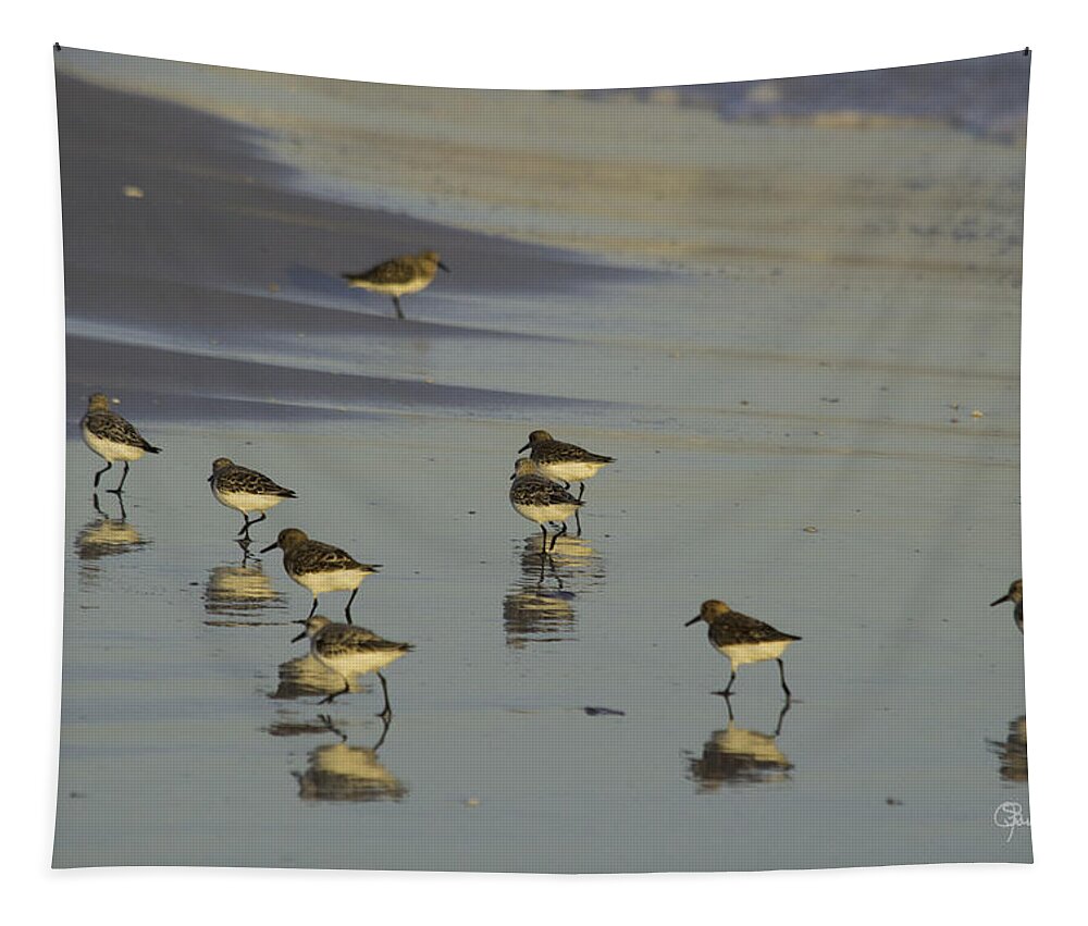 susan Molnar Tapestry featuring the photograph Sandpiper Sunset Reflection by Susan Molnar