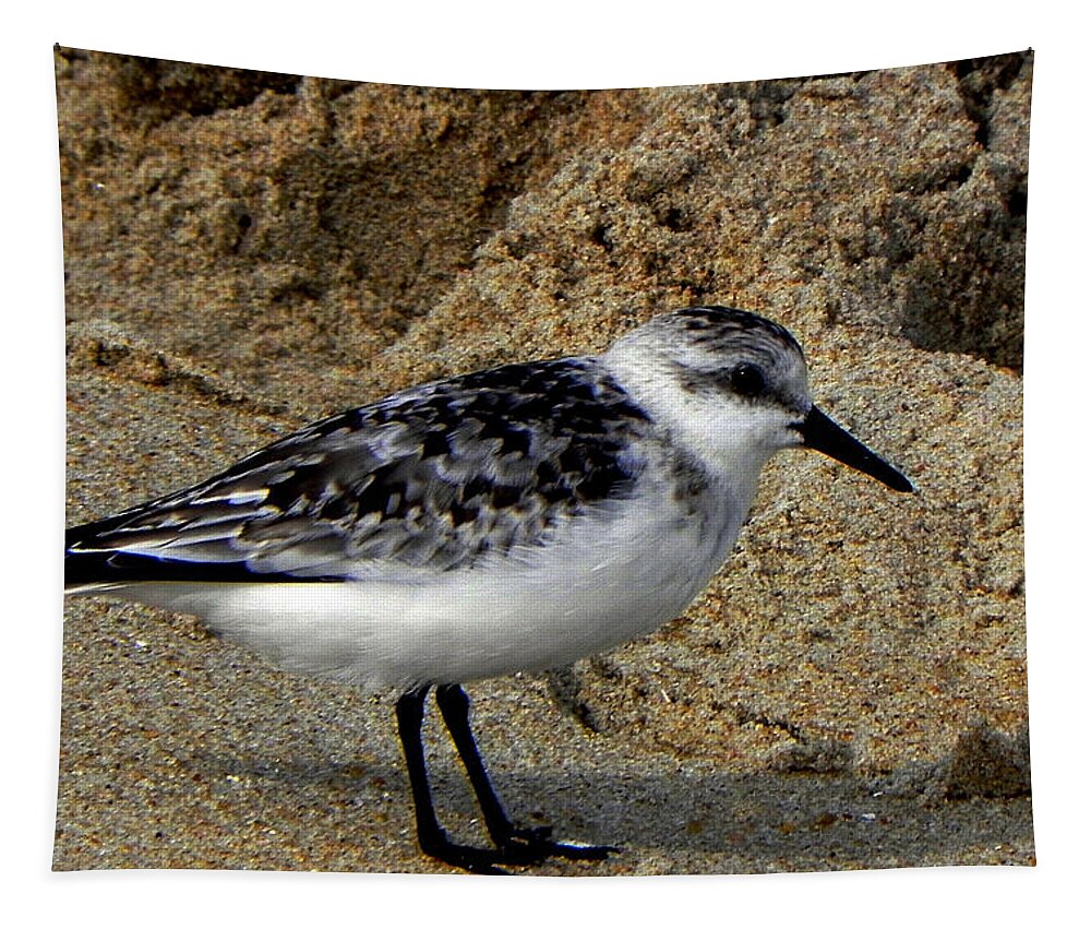 Sandy Tapestry featuring the photograph Sandy Sandpiper by Bill Swartwout