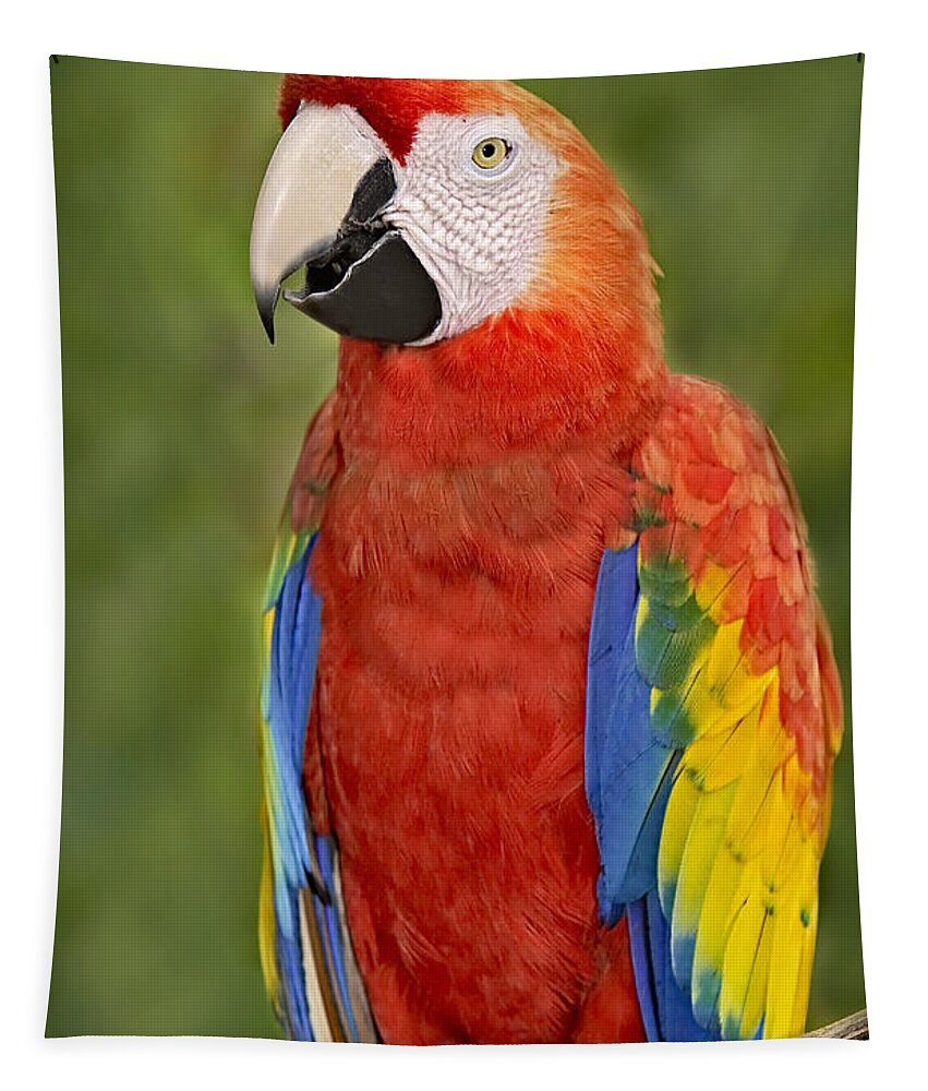 Amazon Tapestry featuring the photograph Scarlet Macaw Parrot by Susan Candelario