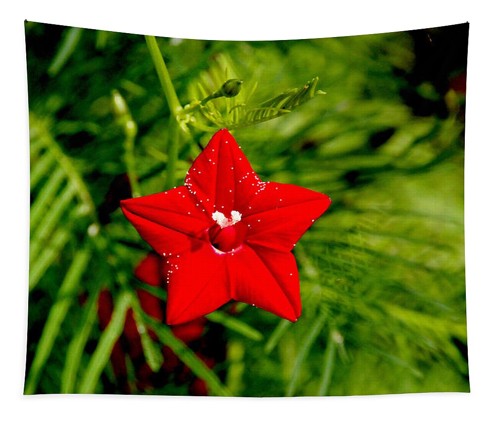 Scarlet Morning Glory Tapestry featuring the photograph Scarlet Morning Glory - Horizontal by Ramabhadran Thirupattur