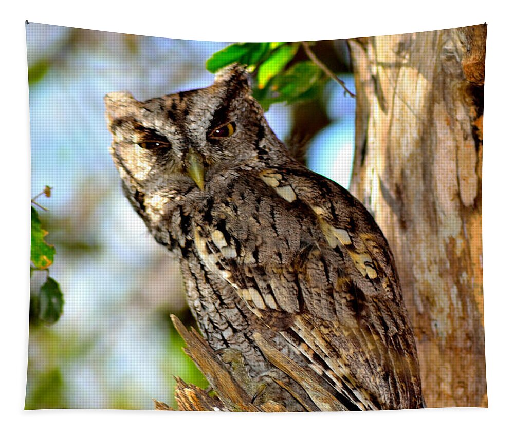 Owl Tapestry featuring the photograph Screech Owl by Shannon Harrington