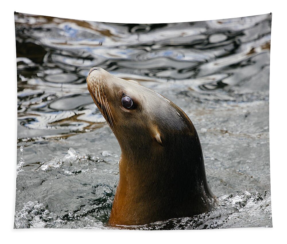 Photograph Tapestry featuring the photograph Sea Lion Water Portrait by Pati Photography