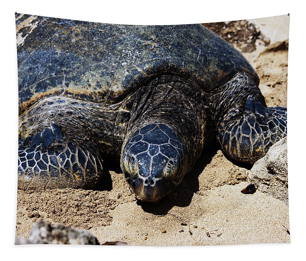 Beach Tapestry featuring the photograph Sea Turtle by Edward Hawkins II