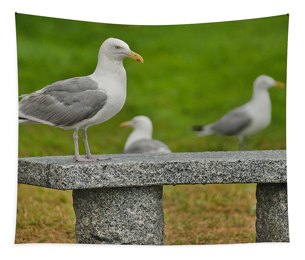 Maine Tapestry featuring the photograph Seagull on Stone Bench by Mitchell R Grosky