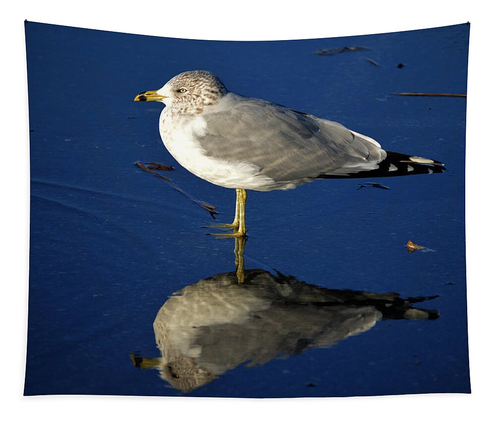 Seagull Tapestry featuring the photograph Seagull Reflecting in Shallow Water by Bill Swartwout