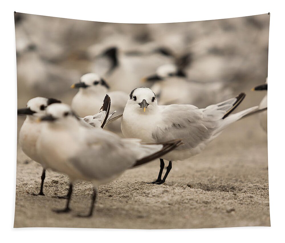 Birds Tapestry featuring the photograph Seagulls by Raul Rodriguez