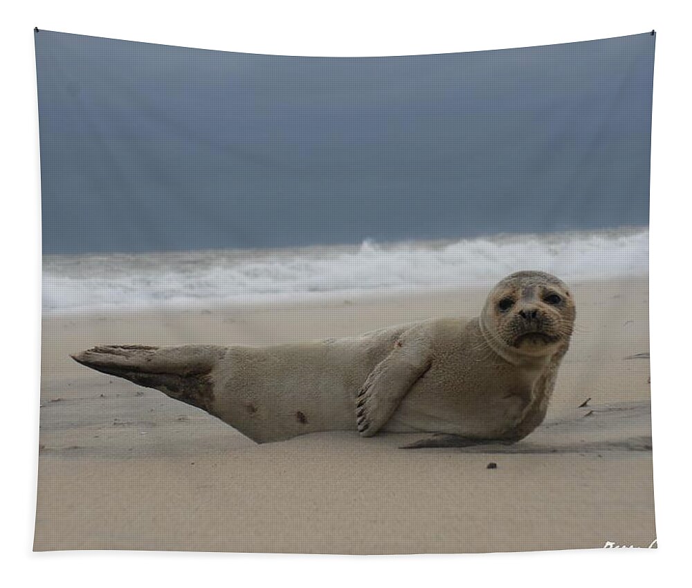 Animal Tapestry featuring the photograph Seal Yoga by Robert Banach