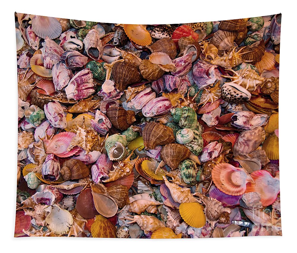 Seashells Tapestry featuring the photograph Seashells by Anthony Sacco