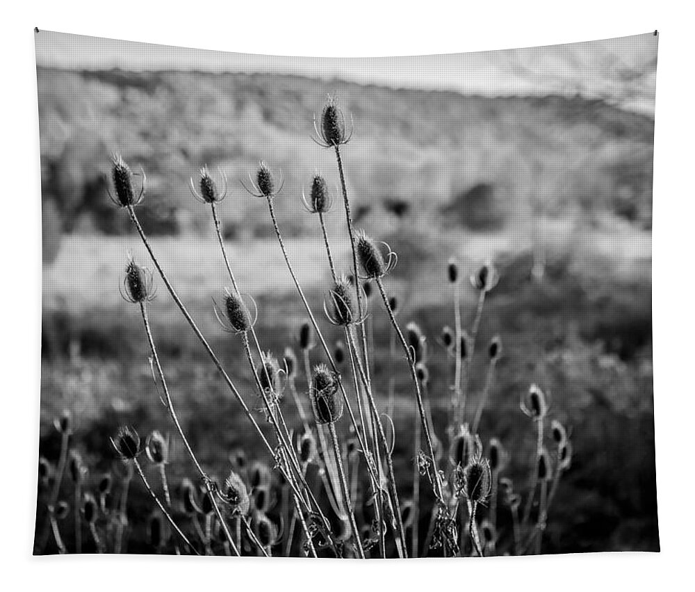 Seed Heads Tapestry featuring the photograph Seed Heads Sussex County New Jersey Painted BW  by Rich Franco