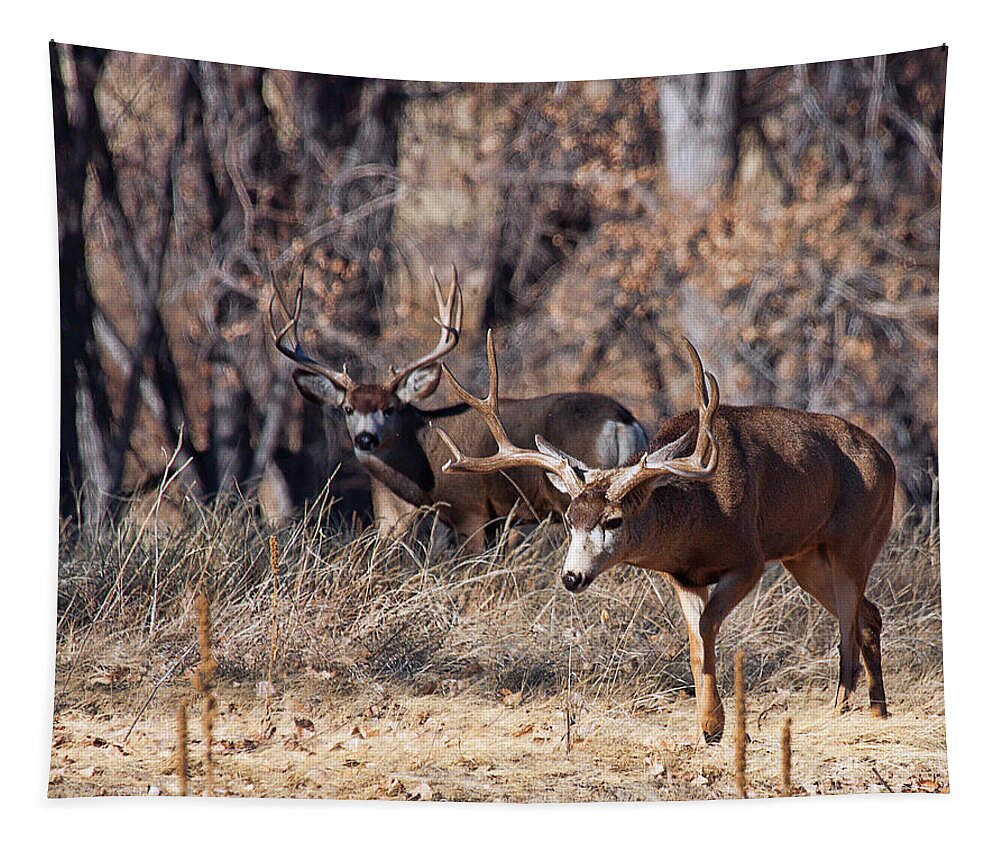Deer Tapestry featuring the photograph Seeing Double by Jim Garrison
