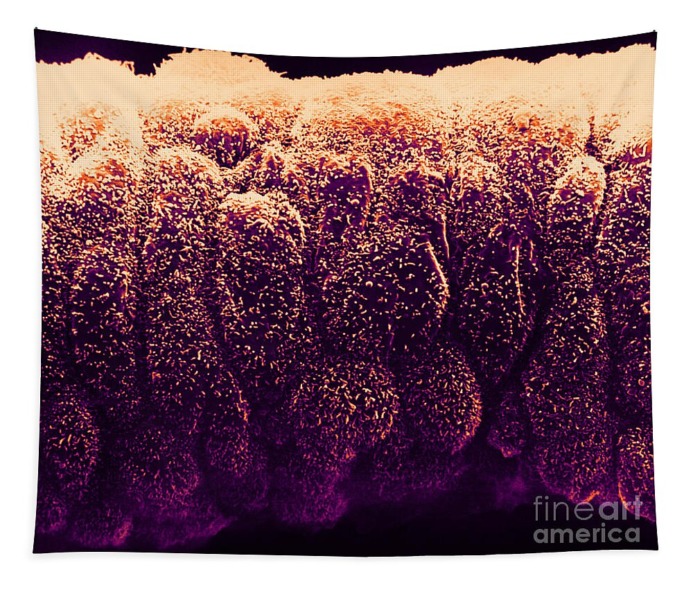 Science Tapestry featuring the photograph Sertoli Cells From The Testis, Sem by David M. Phillips