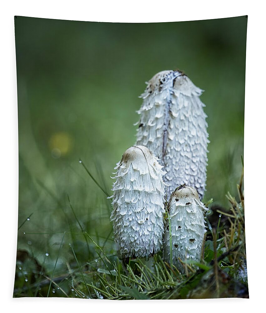 Mushroom Tapestry featuring the photograph Shaggy Cap Mushroom No 2 by Belinda Greb